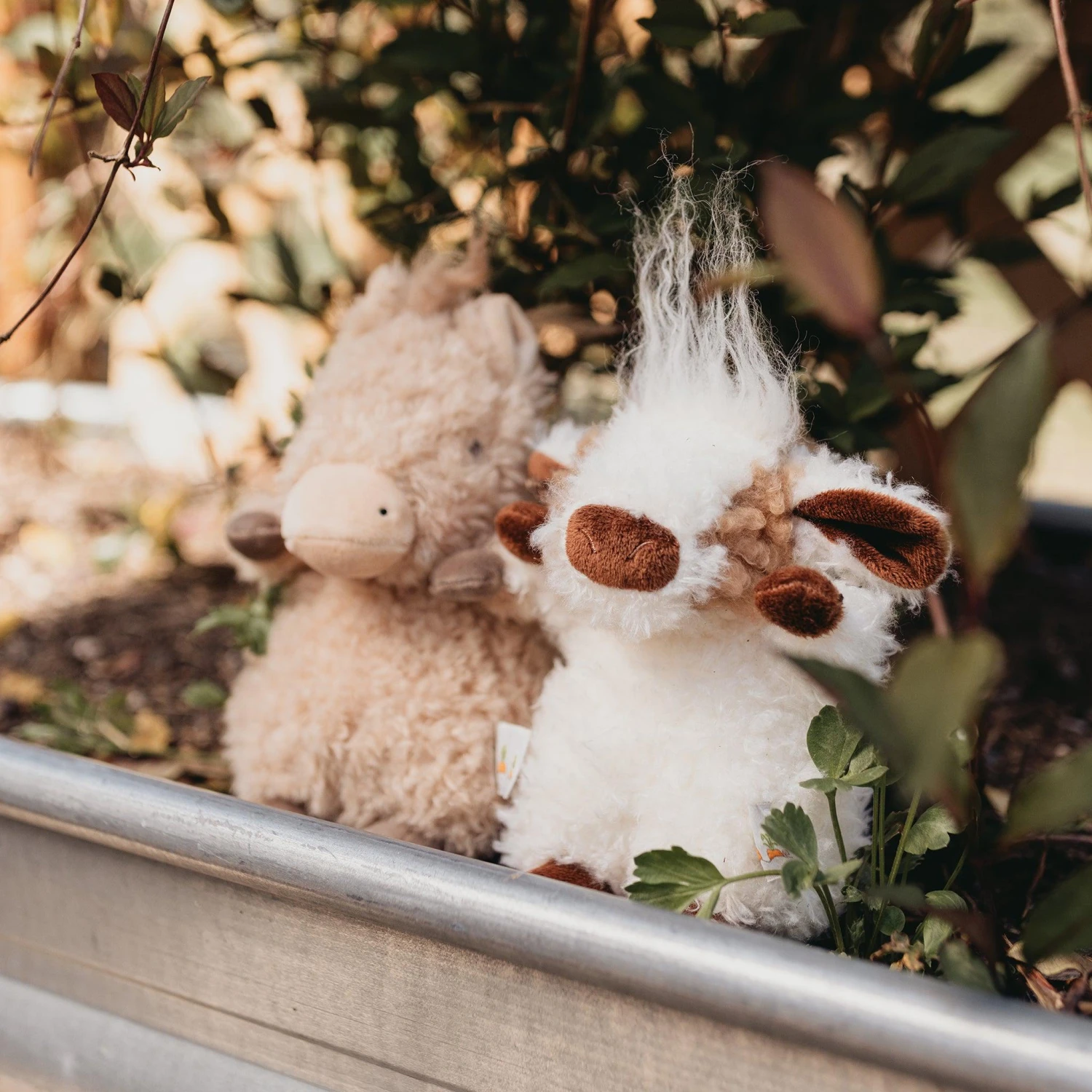 Wee Pony Boy - Image 2