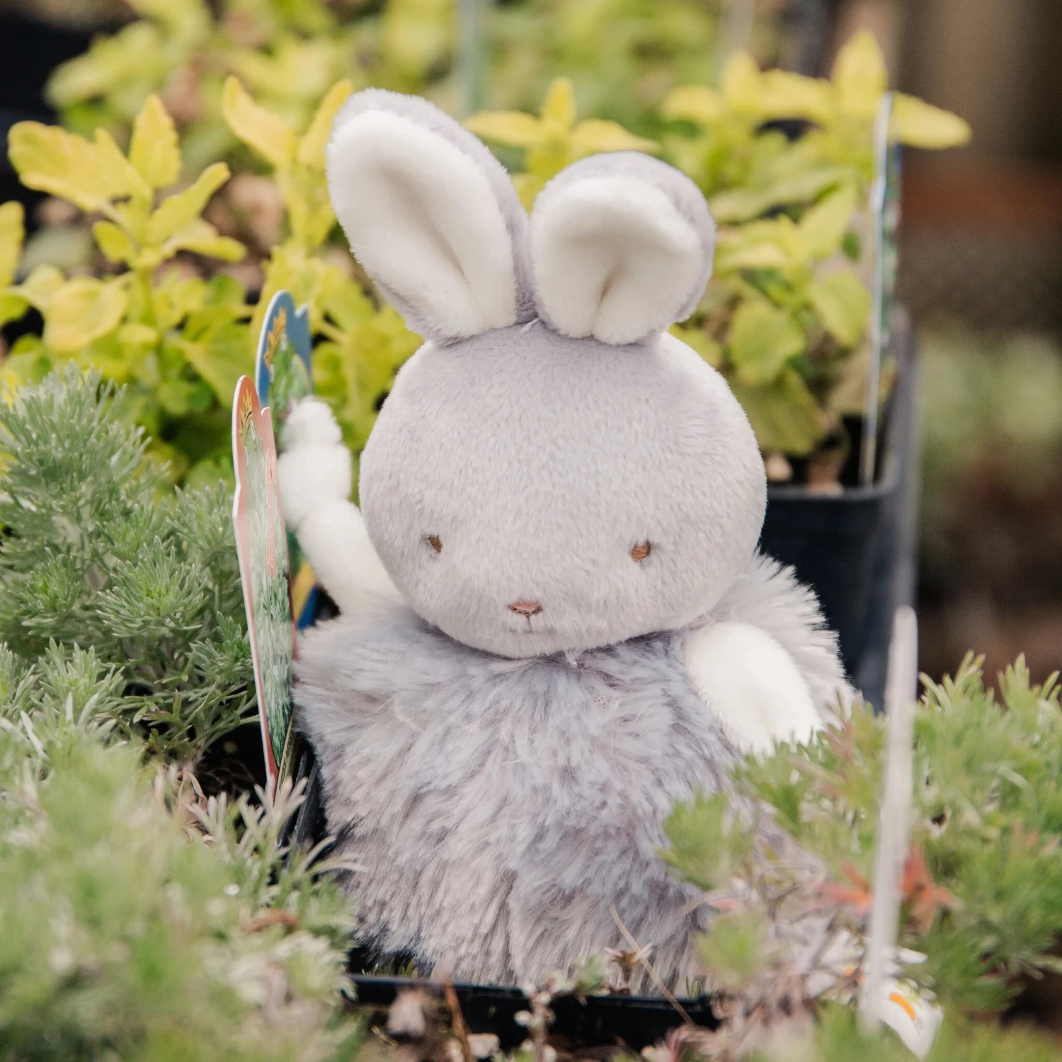 Roly Poly Bloom - Gray Bunny - Image 2