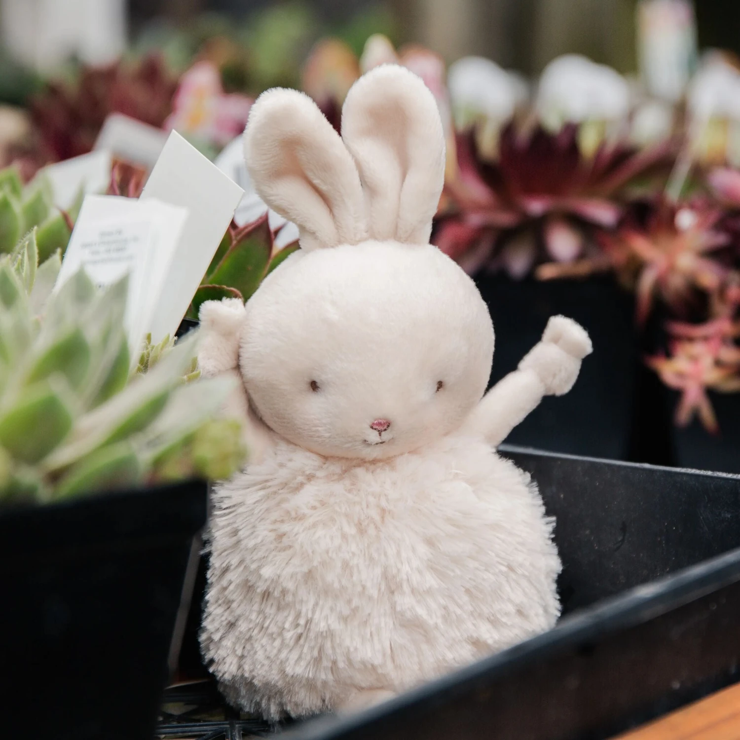 Roly Poly Rutabaga - Cream Bunny - Image 2